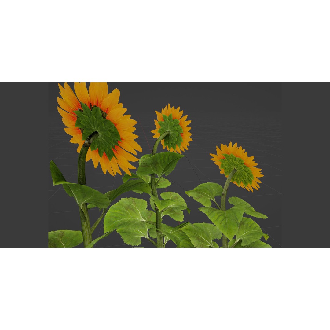 Sunflowers 3D Model – High Poly PBR Blender Asset, FBX & OBJ