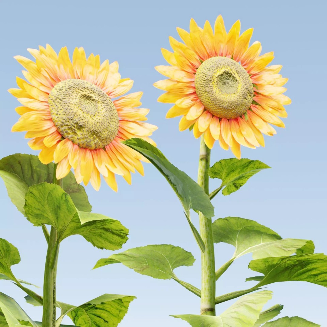 Sunflowers 3D Model – High Poly PBR Blender Asset, FBX & OBJ - View 2