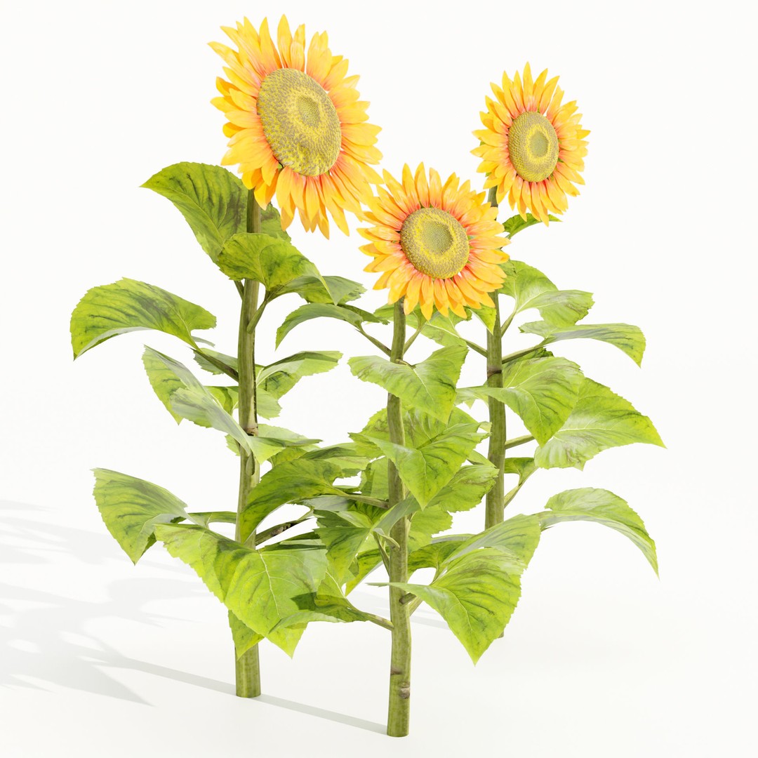 Sunflowers 3D Model – High Poly PBR Blender Asset, FBX & OBJ - View 3