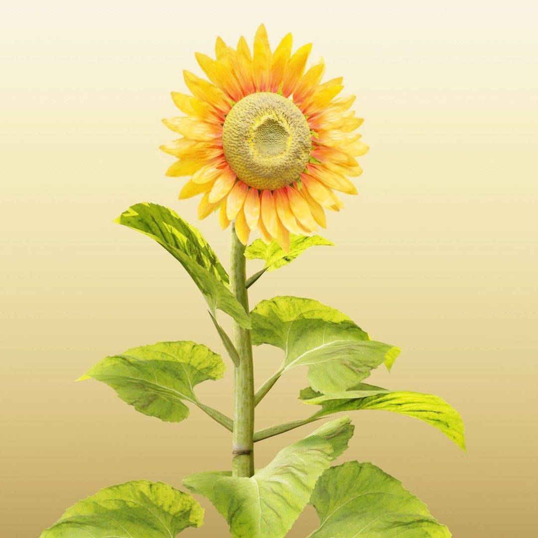 Sunflowers 3D Model – High Poly PBR Blender Asset, FBX & OBJ - View 4