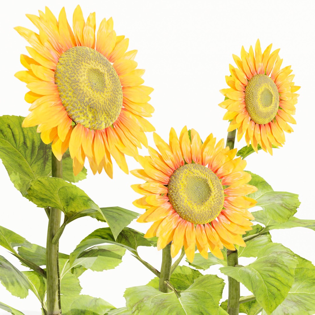 Sunflowers 3D Model – High Poly PBR Blender Asset, FBX & OBJ - View 5