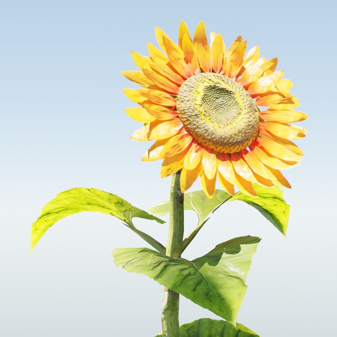 Sunflowers 3D Model – High Poly PBR Blender Asset, FBX & OBJ - View 6