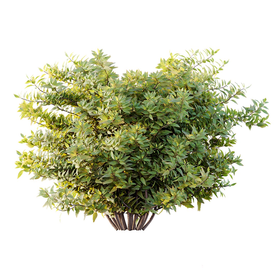 Hibiscus Rosa Sinensis 3D Model – Tropical Bush with PBR Textures, FBX - View 10