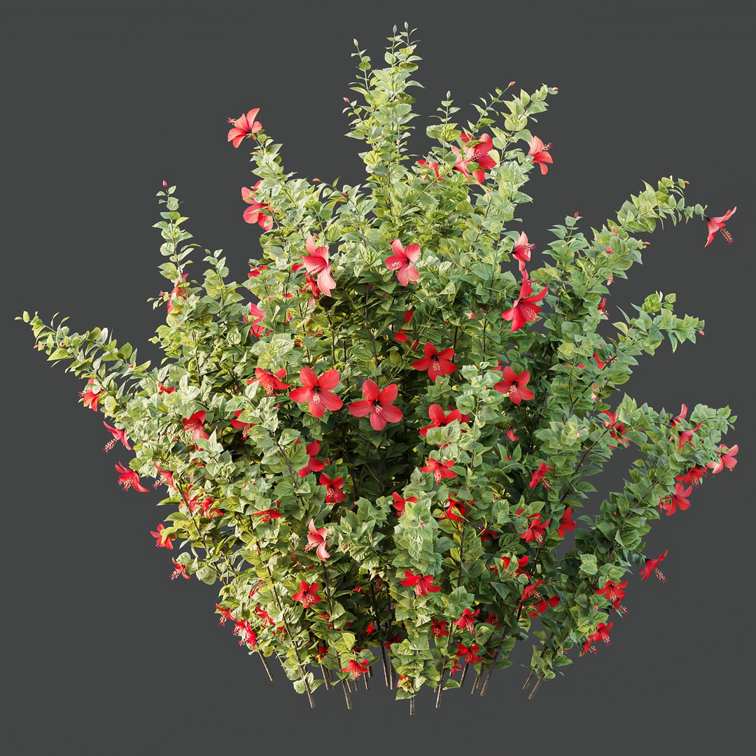 Hibiscus Rosa Sinensis 3D Model – Tropical Bush with PBR Textures, FBX - View 11