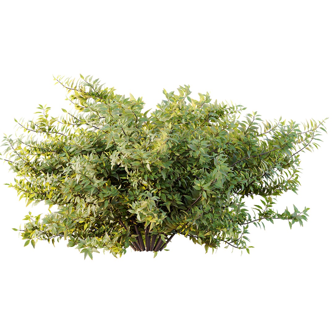 Hibiscus Rosa Sinensis 3D Model – Tropical Bush with PBR Textures, FBX - View 12