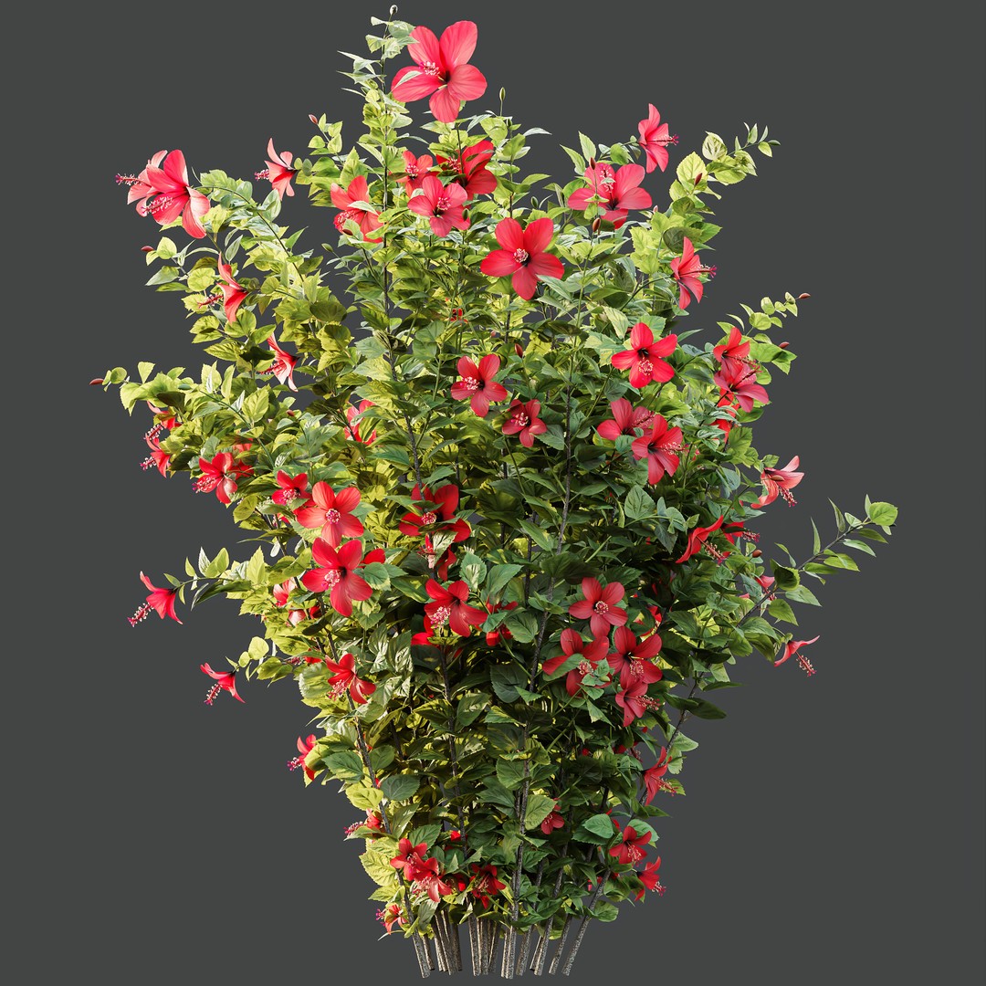 Hibiscus Rosa Sinensis 3D Model – Tropical Bush with PBR Textures, FBX - View 13