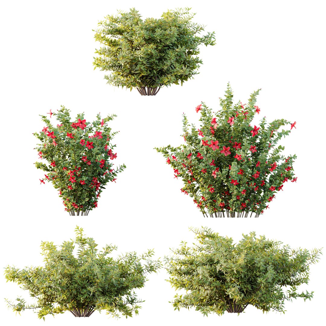 Hibiscus Rosa Sinensis 3D Model – Tropical Bush with PBR Textures, FBX - View 14