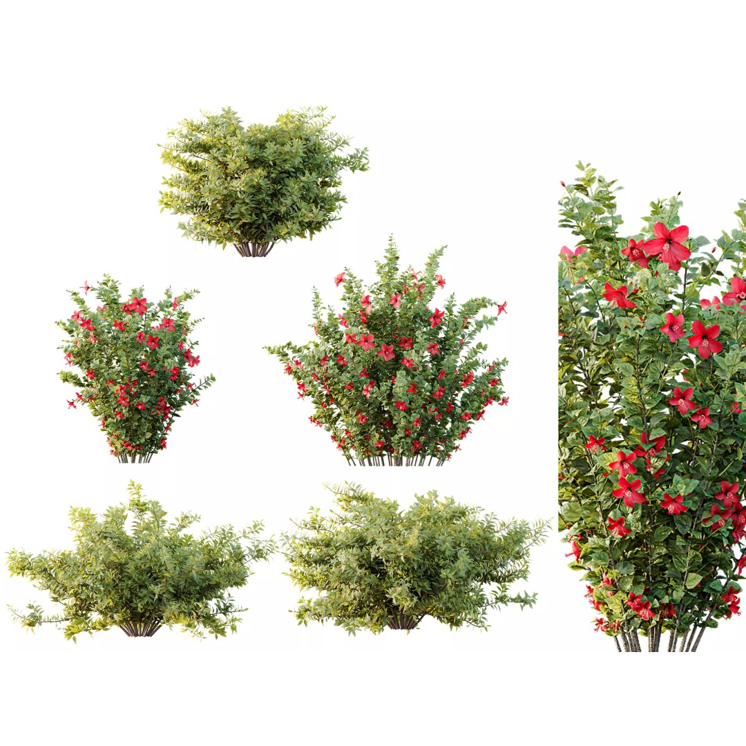 Hibiscus Rosa Sinensis 3D Model – Tropical Bush with PBR Textures, FBX - View 2