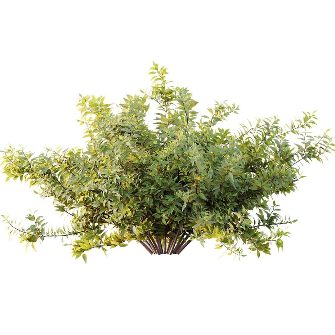 Hibiscus Rosa Sinensis 3D Model – Tropical Bush with PBR Textures, FBX - View 3