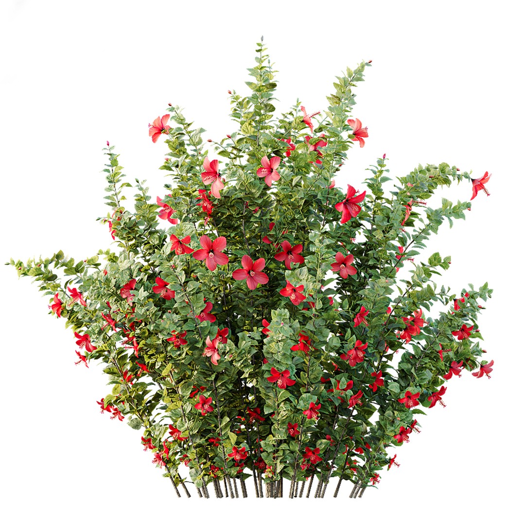 Hibiscus Rosa Sinensis 3D Model – Tropical Bush with PBR Textures, FBX - View 4