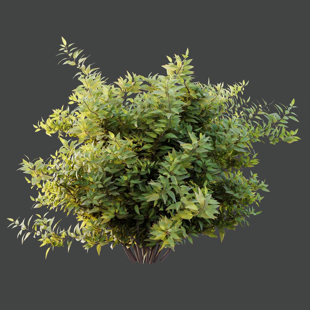 Hibiscus Rosa Sinensis 3D Model – Tropical Bush with PBR Textures, FBX - View 5