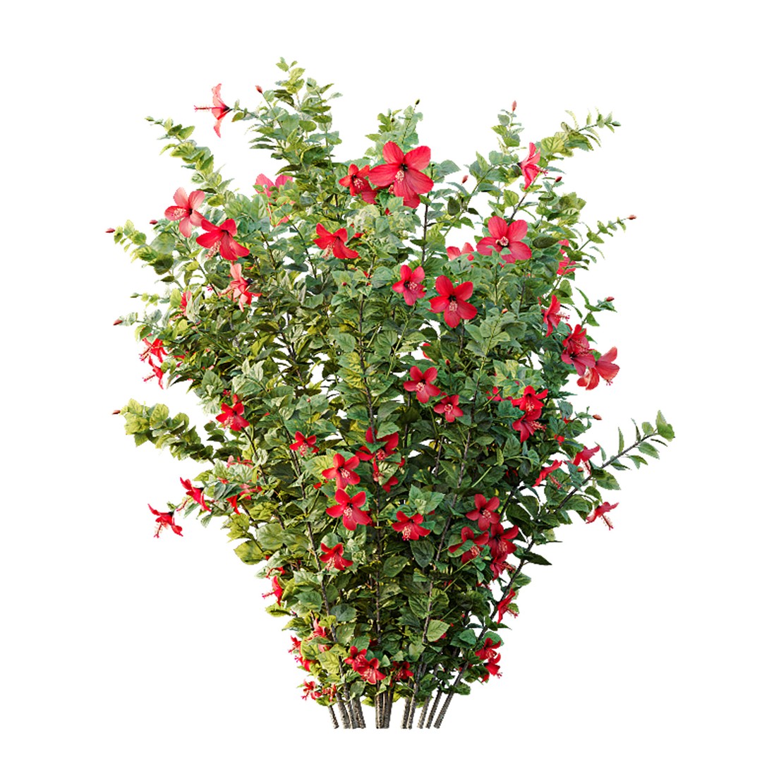 Hibiscus Rosa Sinensis 3D Model – Tropical Bush with PBR Textures, FBX - View 6