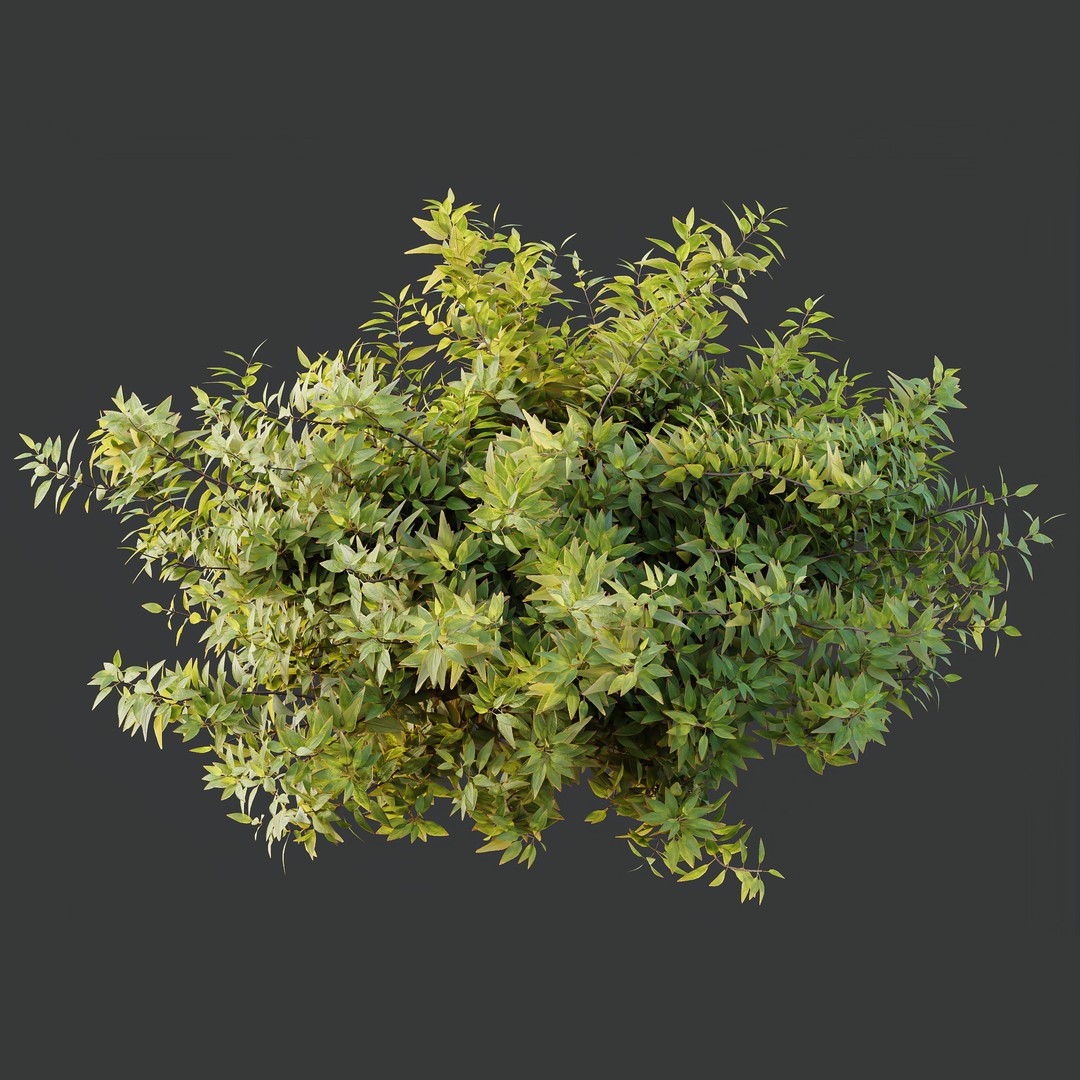 Hibiscus Rosa Sinensis 3D Model – Tropical Bush with PBR Textures, FBX - View 7