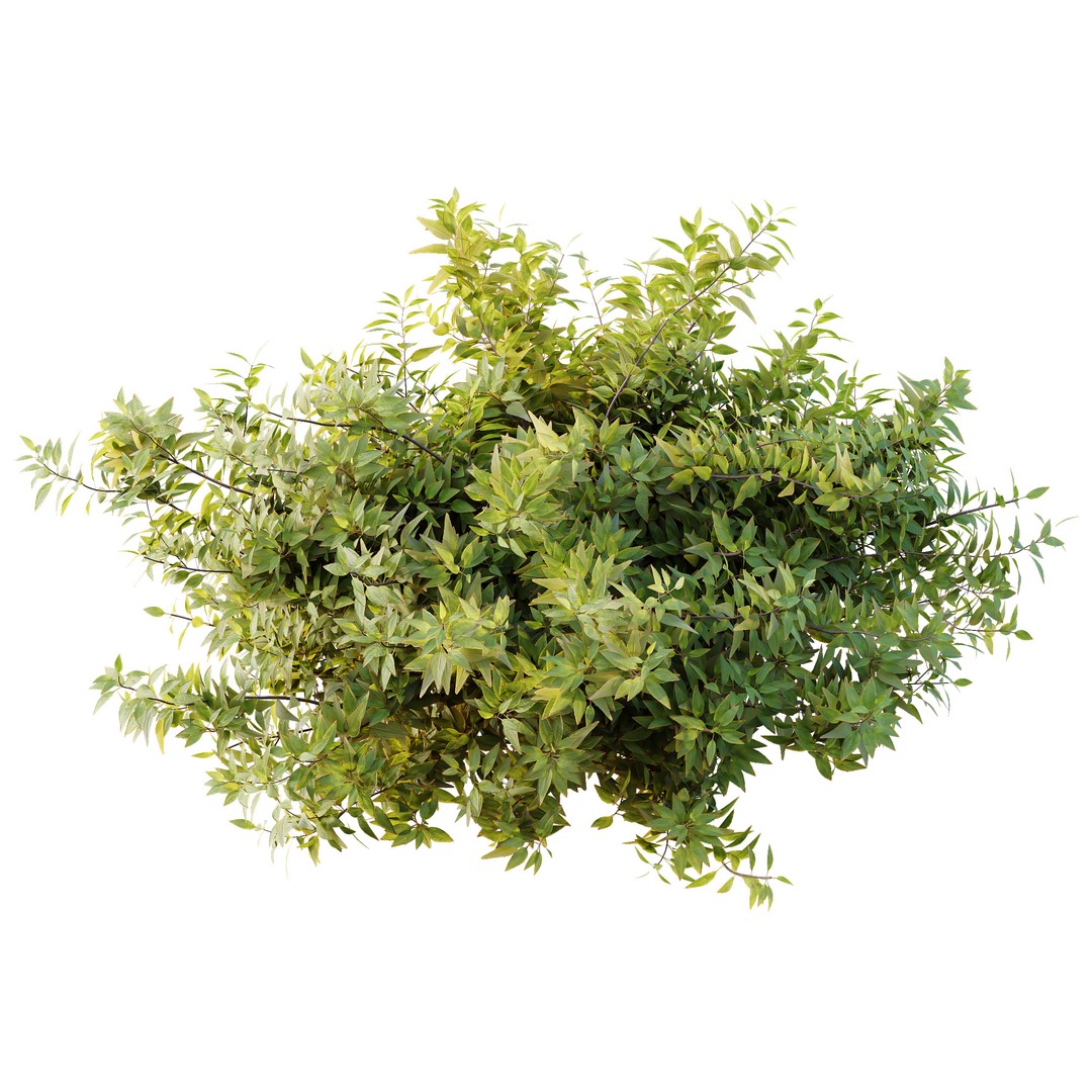 Hibiscus Rosa Sinensis 3D Model – Tropical Bush with PBR Textures, FBX - View 8