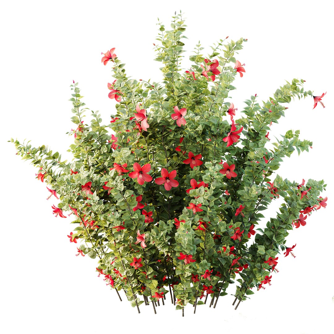 Hibiscus Rosa Sinensis 3D Model – Tropical Bush with PBR Textures, FBX - View 9