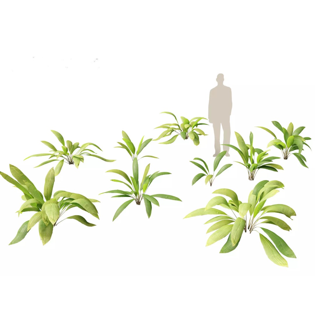 Exotic Tropical Greenery Pack 3D Model – High Poly Plants, FBX & Blender - View 17