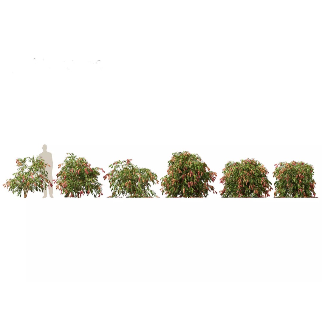 Exotic Tropical Greenery Pack 3D Model – High Poly Plants, FBX & Blender - View 24