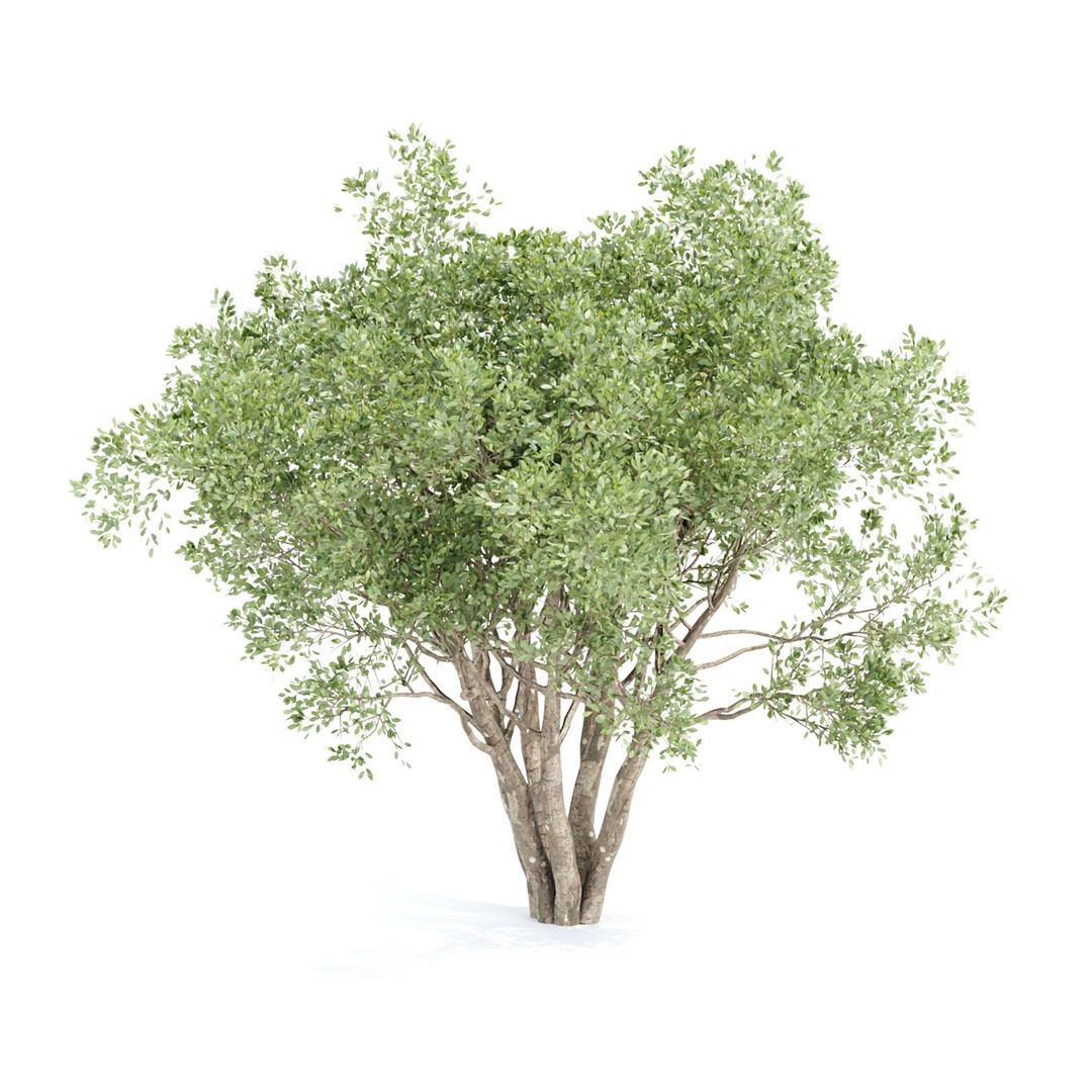 Shrubs Collection 3D Model – High Poly Plant Asset, OBJ/FBX - View 3
