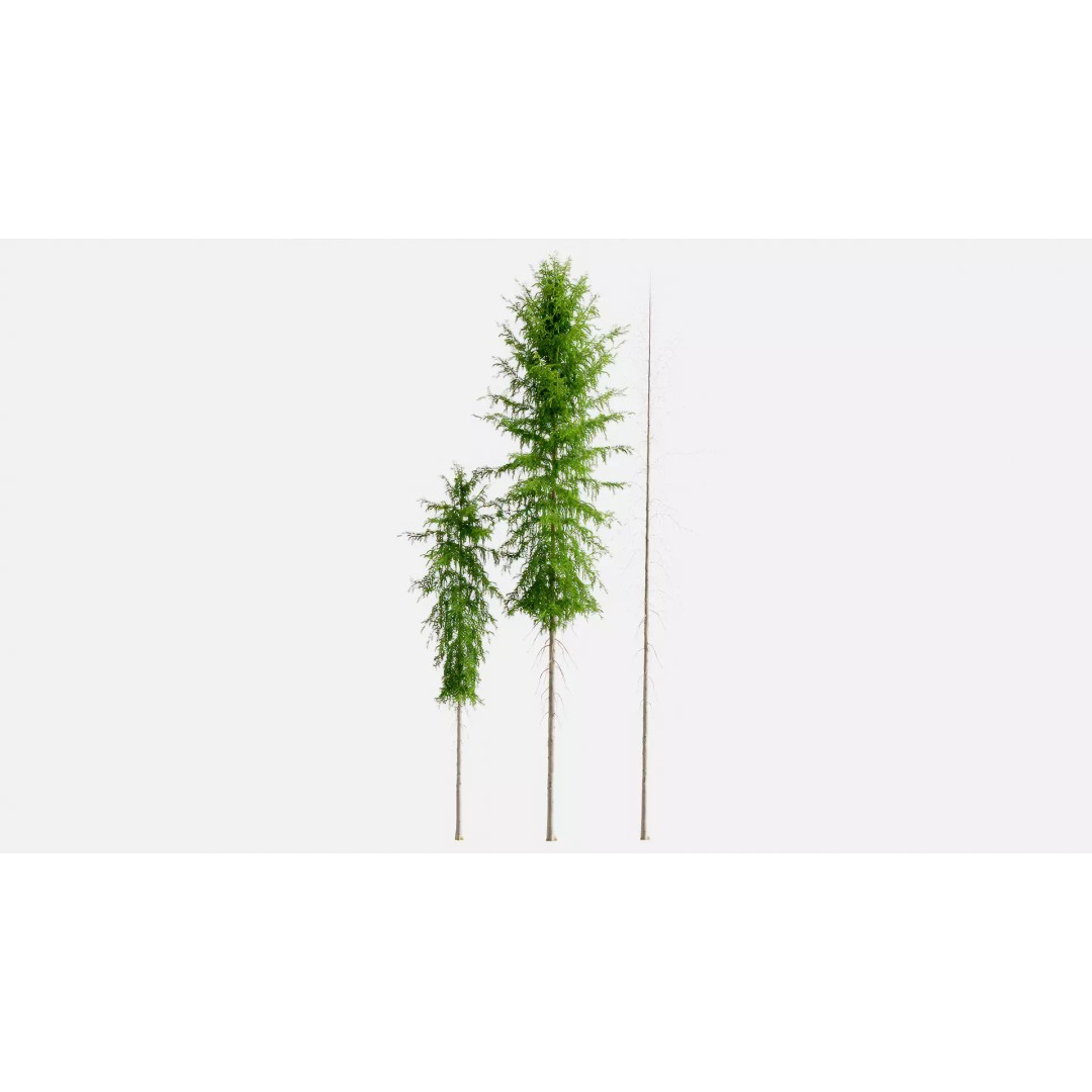 Fir Trees 3D Model – High Poly PBR Conifer Asset, FBX, OBJ, STL - View 2
