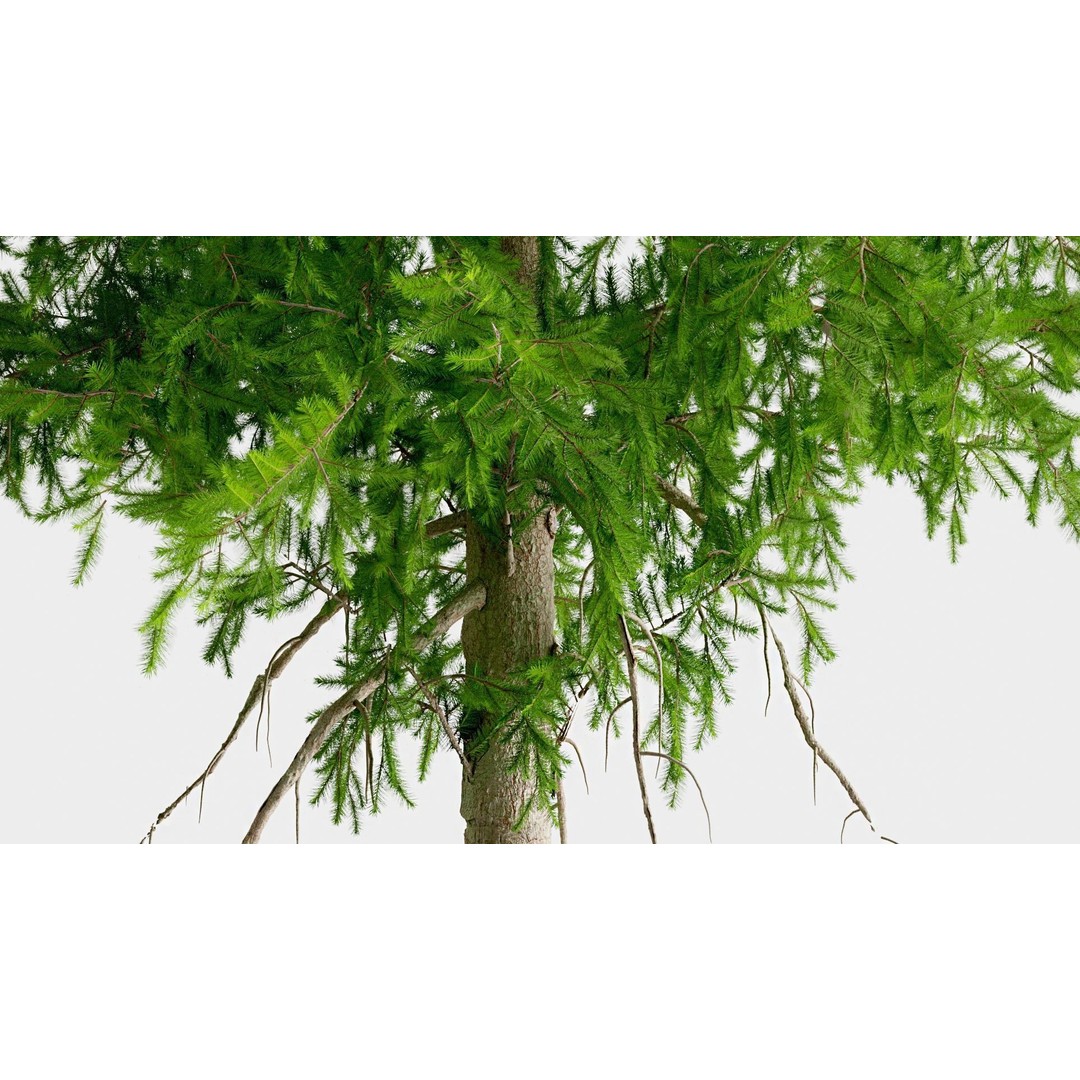 Fir Trees 3D Model – High Poly PBR Conifer Asset, FBX, OBJ, STL - View 3