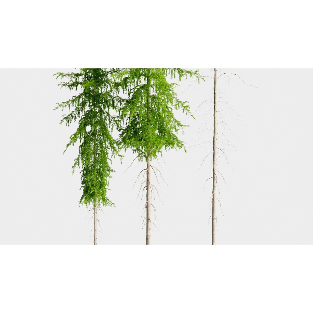 Fir Trees 3D Model – High Poly PBR Conifer Asset, FBX, OBJ, STL - View 4