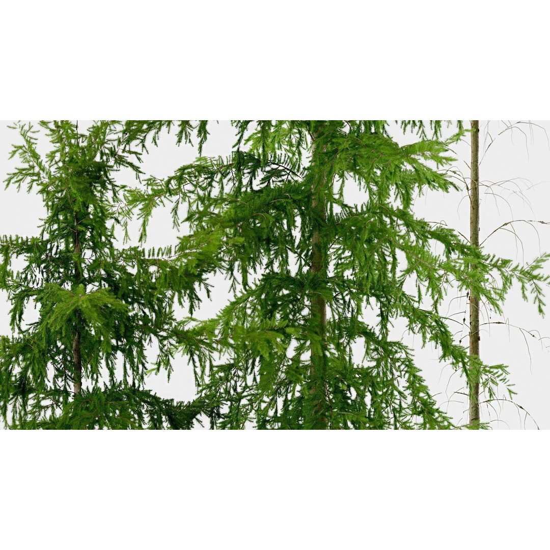 Fir Trees 3D Model – High Poly PBR Conifer Asset, FBX, OBJ, STL - View 6