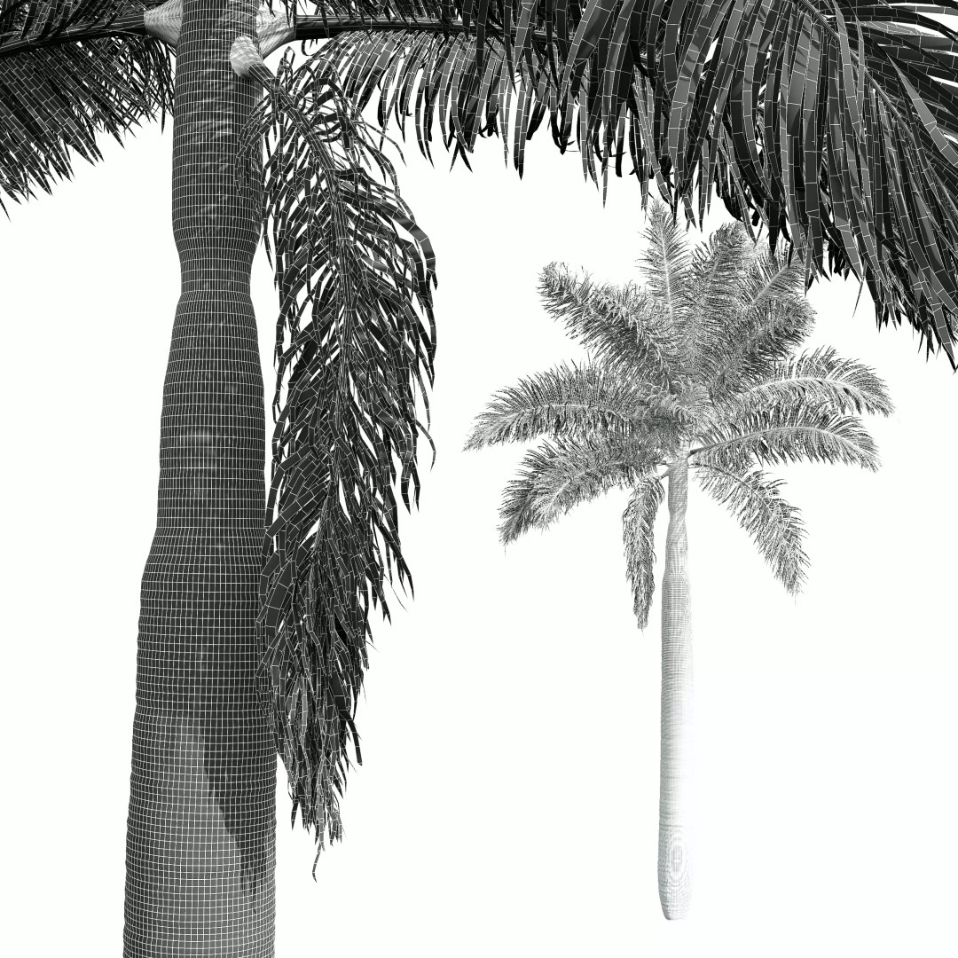 Roystonea Regia Trees 3D Model – High Poly Tropical Vegetation, FBX, OBJ, Blender - View 10