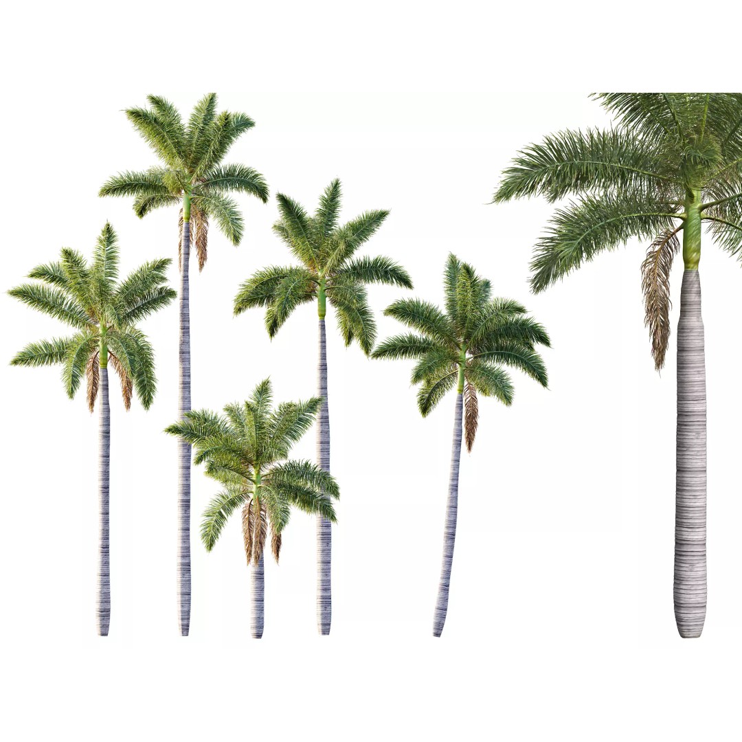 Roystonea Regia Trees 3D Model – High Poly Tropical Vegetation, FBX, OBJ, Blender - View 2