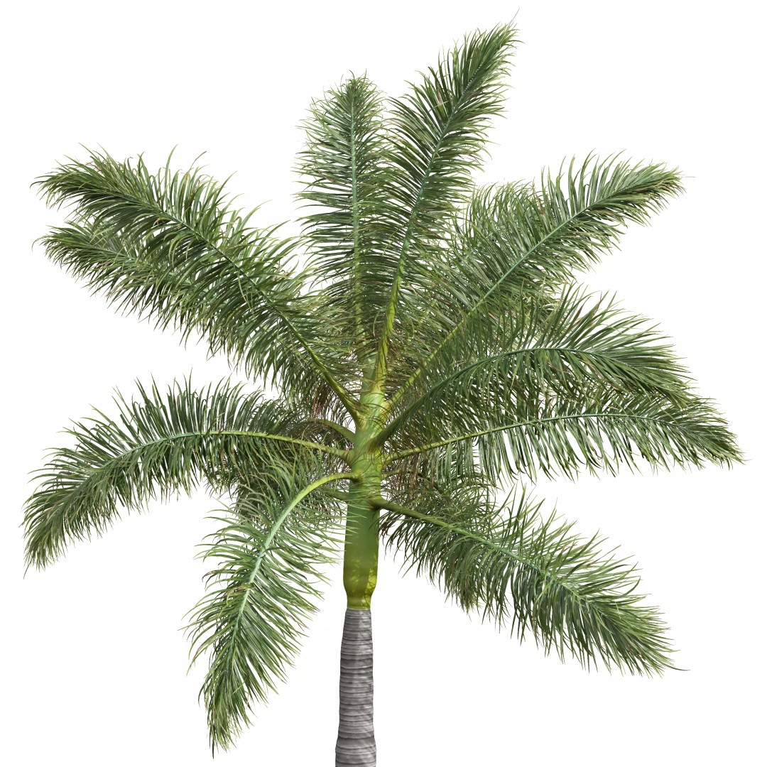 Roystonea Regia Trees 3D Model – High Poly Tropical Vegetation, FBX, OBJ, Blender - View 3