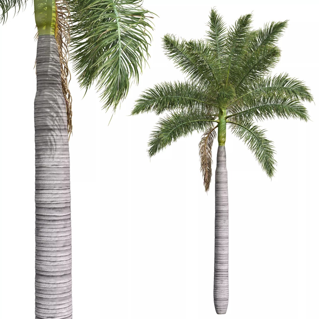 Roystonea Regia Trees 3D Model – High Poly Tropical Vegetation, FBX, OBJ, Blender - View 4