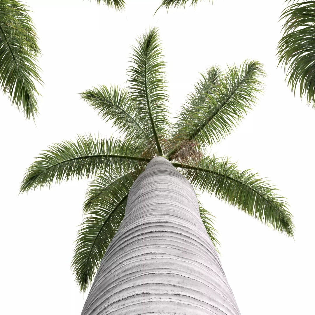 Roystonea Regia Trees 3D Model – High Poly Tropical Vegetation, FBX, OBJ, Blender - View 5