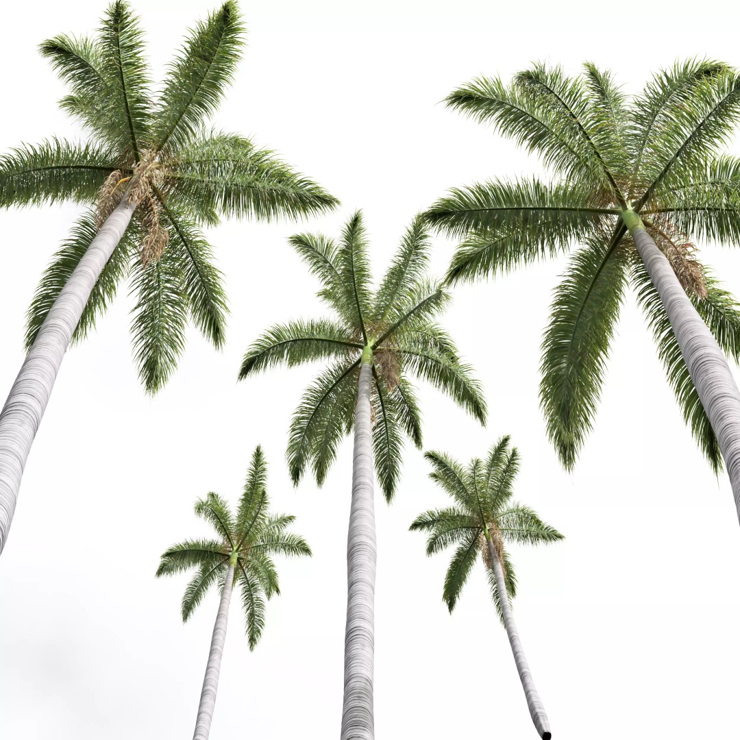 Roystonea Regia Trees 3D Model – High Poly Tropical Vegetation, FBX, OBJ, Blender - View 6