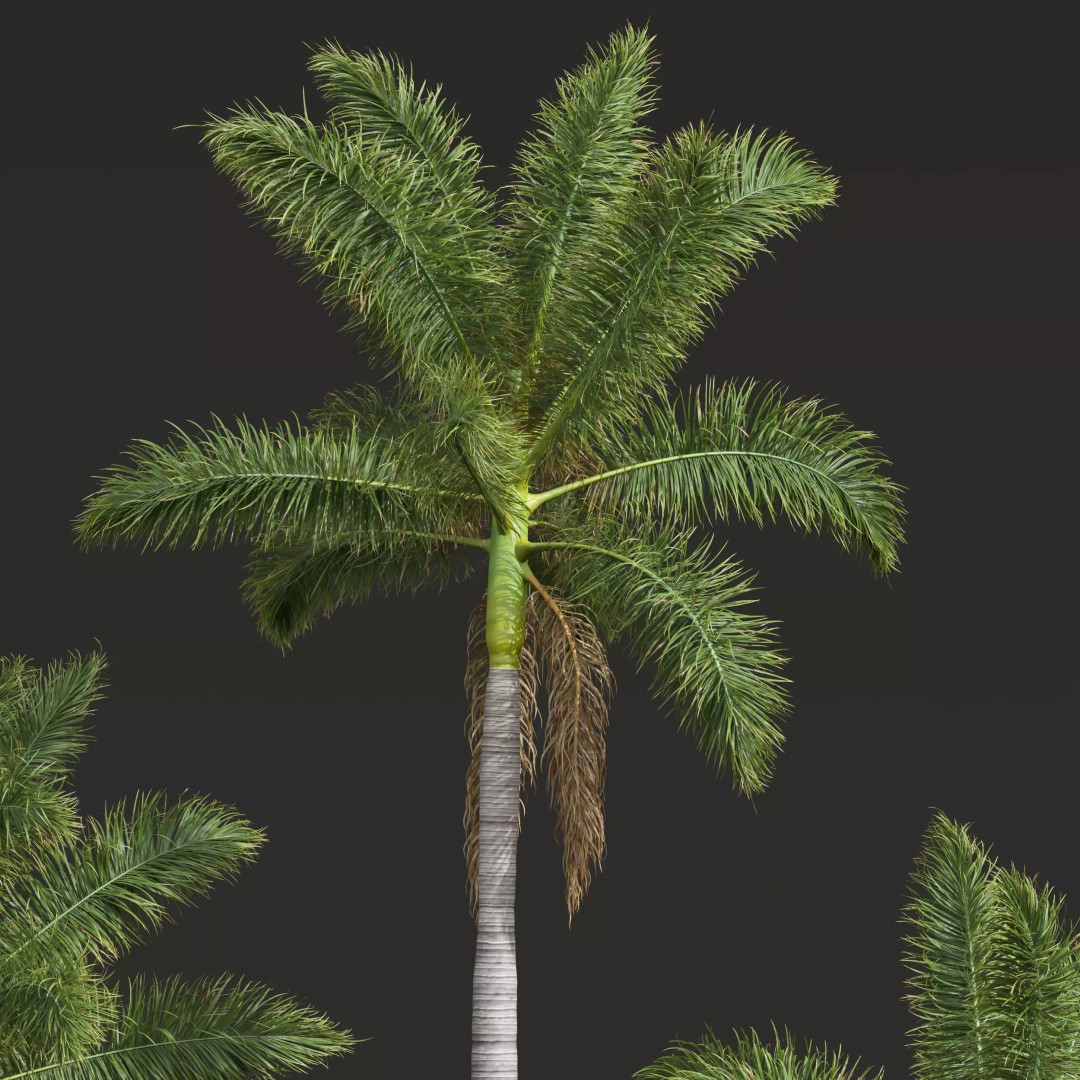 Roystonea Regia Trees 3D Model – High Poly Tropical Vegetation, FBX, OBJ, Blender - View 7