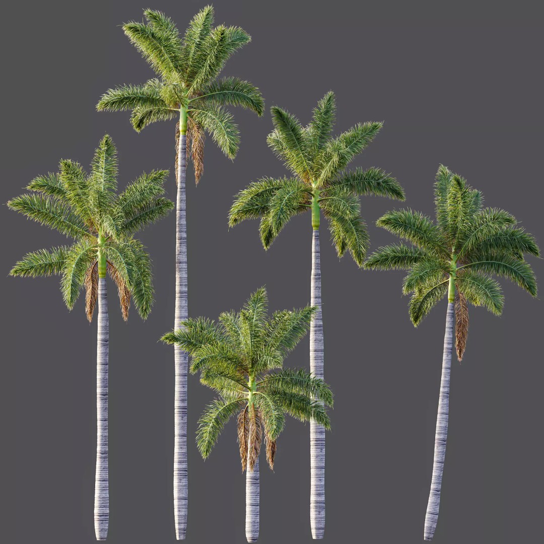 Roystonea Regia Trees 3D Model – High Poly Tropical Vegetation, FBX, OBJ, Blender - View 8