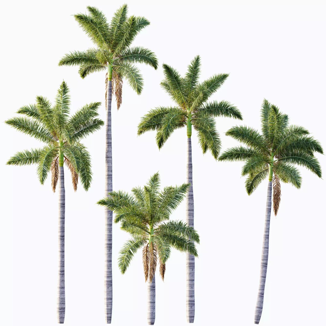 Roystonea Regia Trees 3D Model – High Poly Tropical Vegetation, FBX, OBJ, Blender - View 9