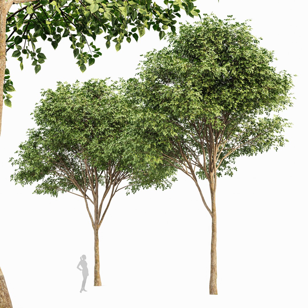 Gray Alder and Pollard Willow 3D Model – High Poly PBR Asset, FBX, OBJ