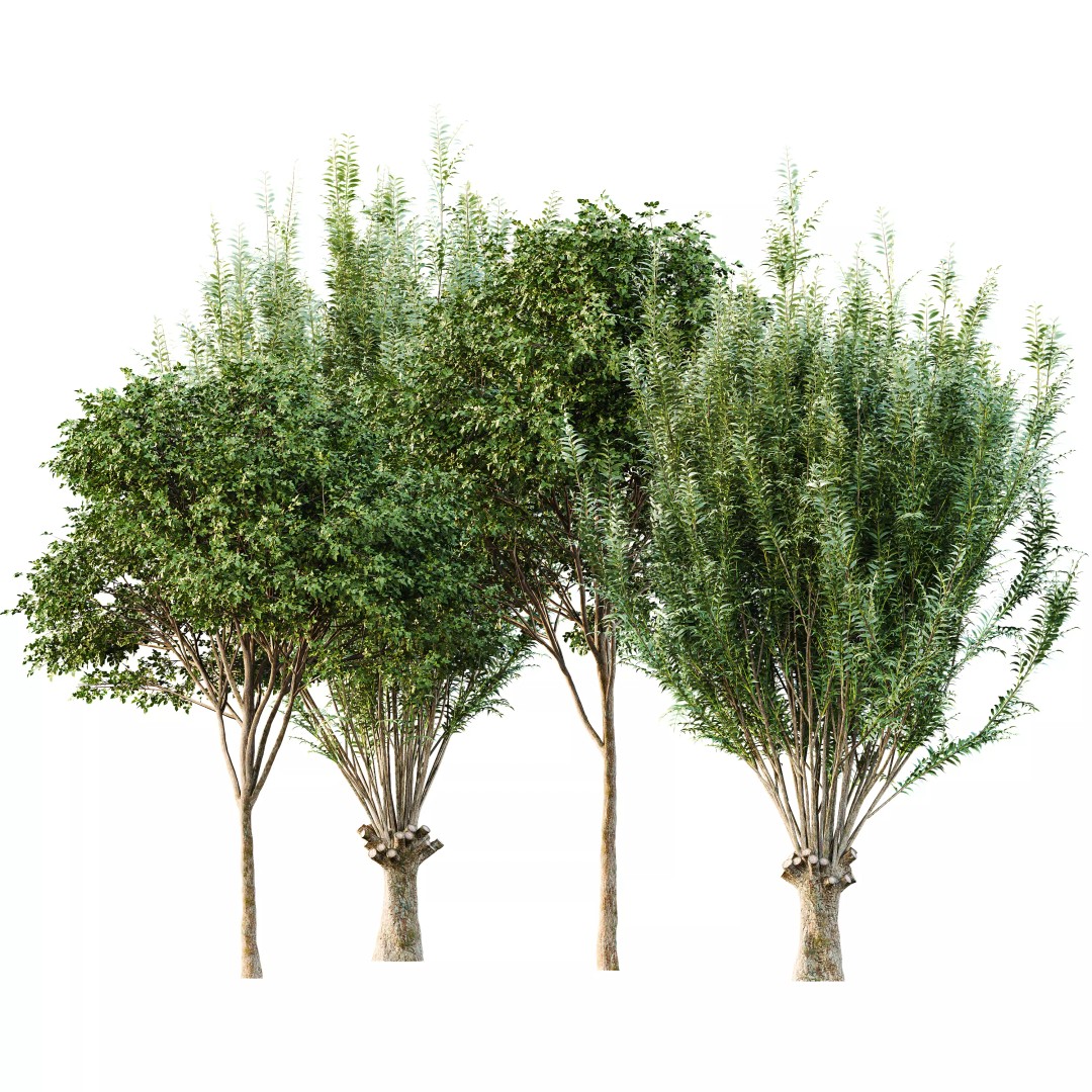 Gray Alder and Pollard Willow 3D Model – High Poly PBR Asset, FBX, OBJ - View 2