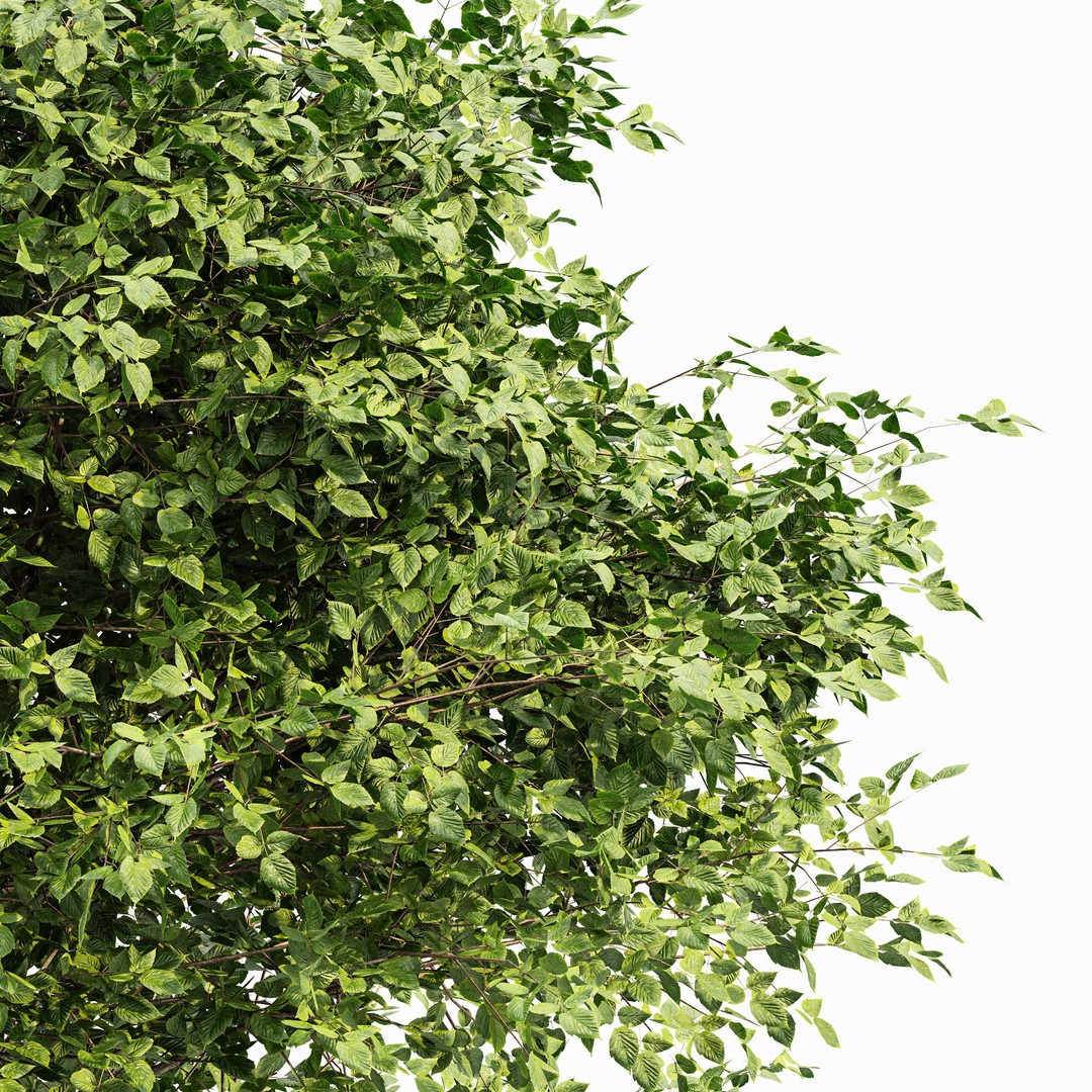 Gray Alder and Pollard Willow 3D Model – High Poly PBR Asset, FBX, OBJ - View 3