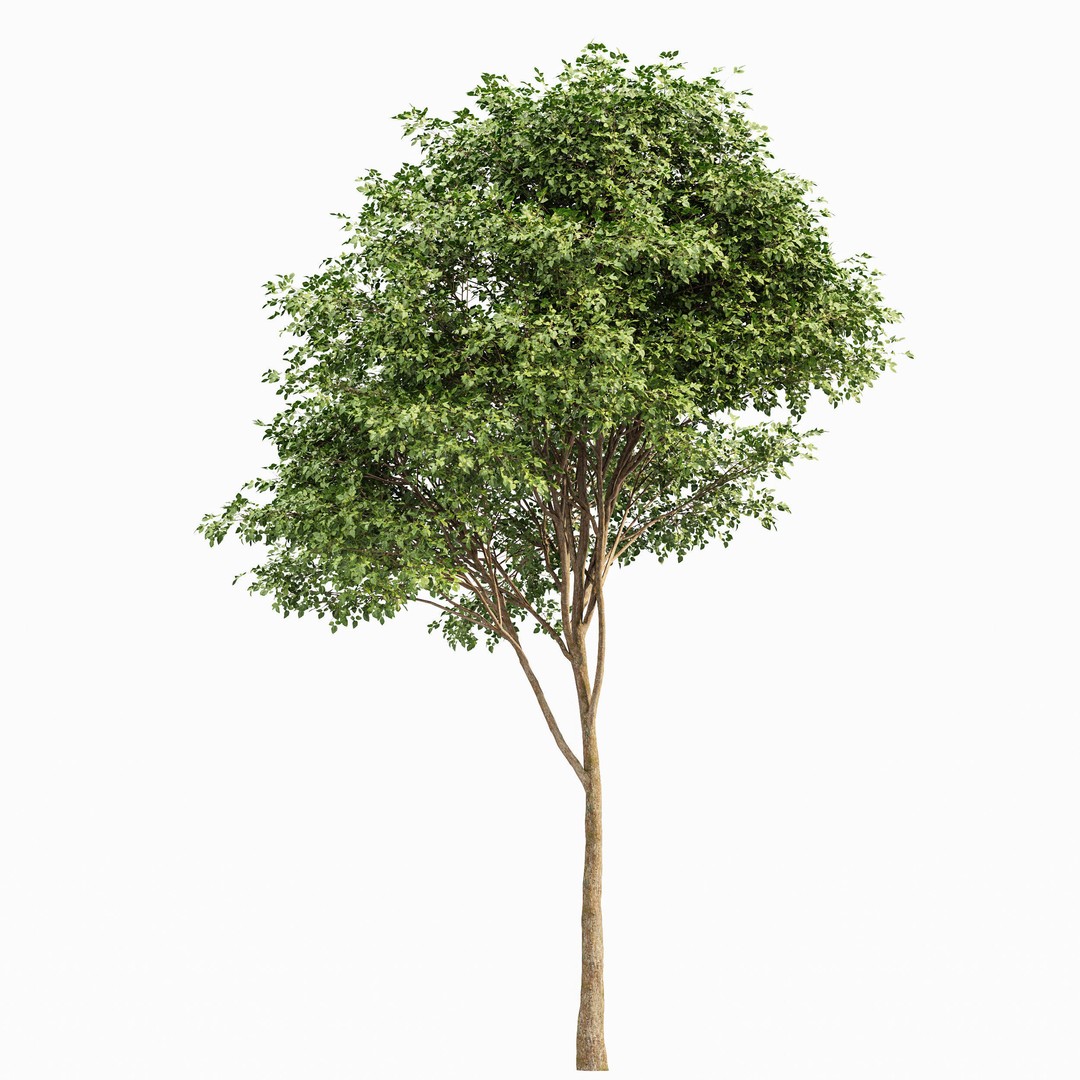 Gray Alder and Pollard Willow 3D Model – High Poly PBR Asset, FBX, OBJ - View 4