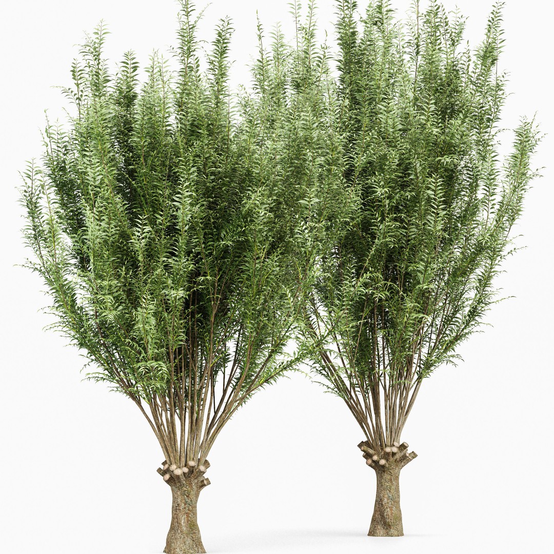 Gray Alder and Pollard Willow 3D Model – High Poly PBR Asset, FBX, OBJ - View 5