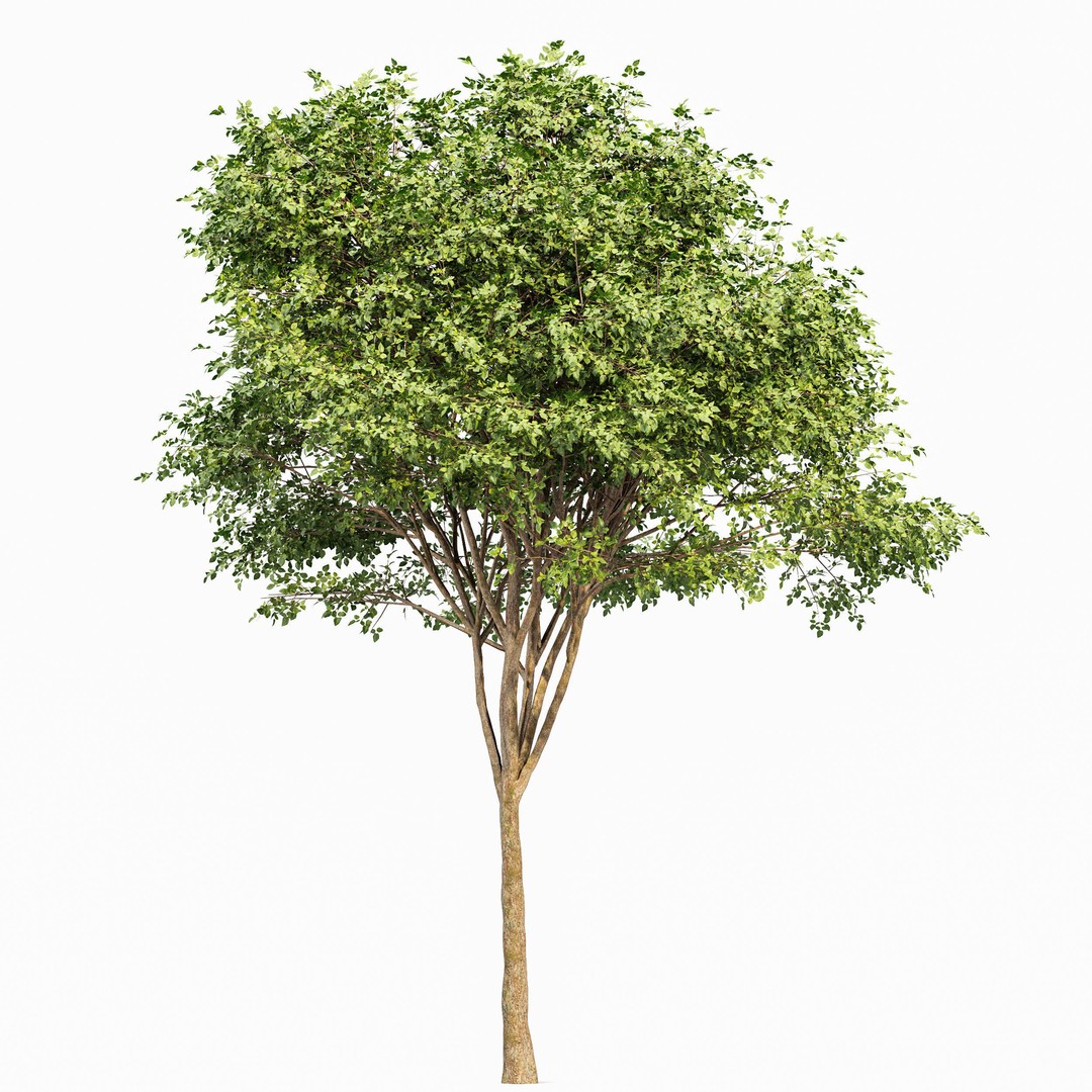 Gray Alder and Pollard Willow 3D Model – High Poly PBR Asset, FBX, OBJ - View 6
