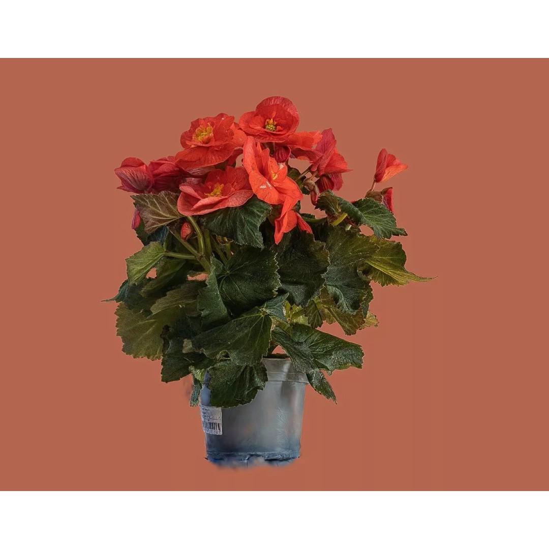 Pink Begonia 3D Model – Gaussian Splat Scan for Real-Time Use