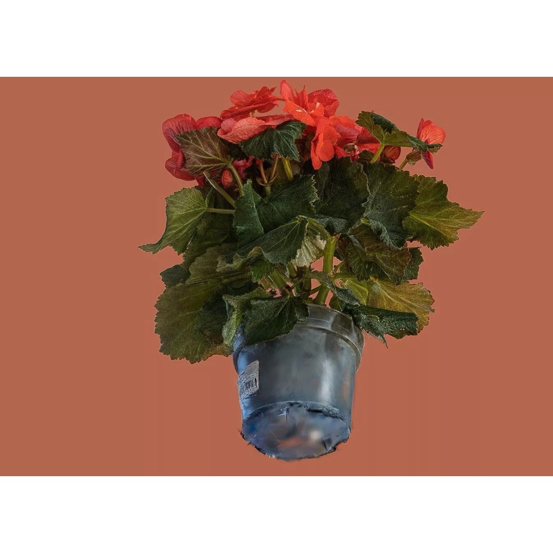 Pink Begonia 3D Model – Gaussian Splat Scan for Real-Time Use - View 10