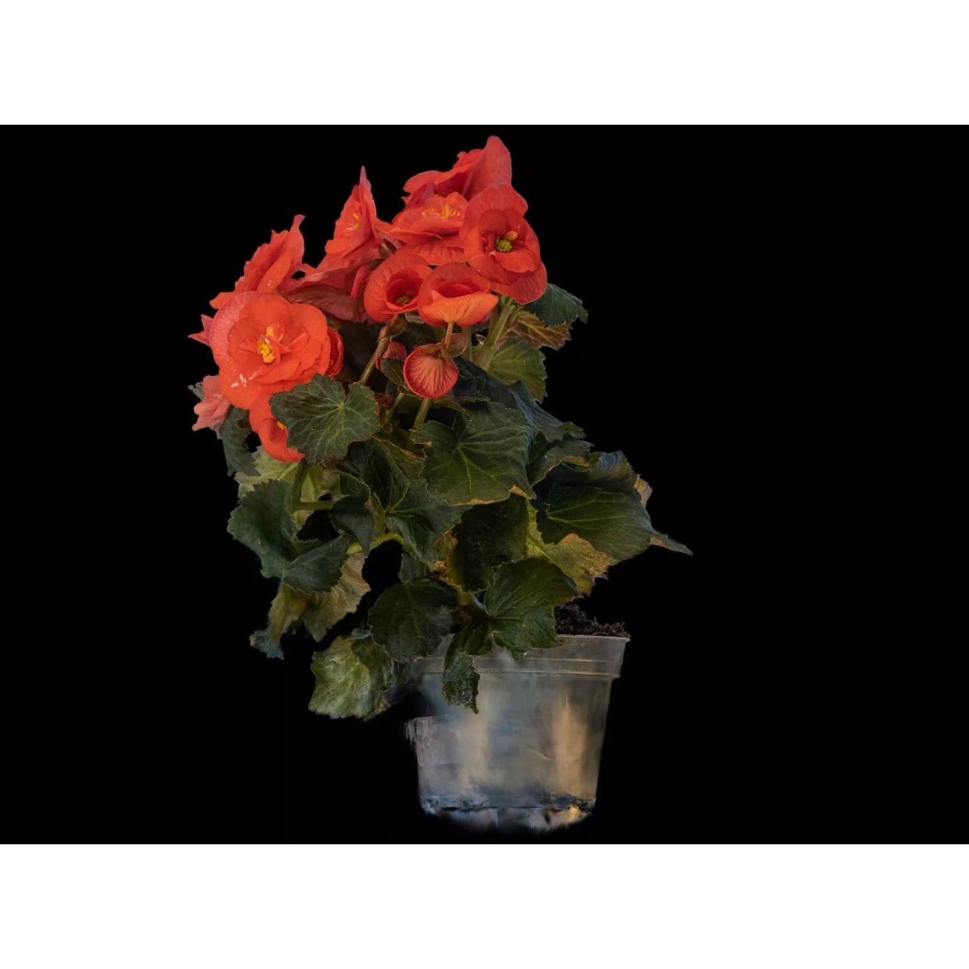Pink Begonia 3D Model – Gaussian Splat Scan for Real-Time Use - View 11