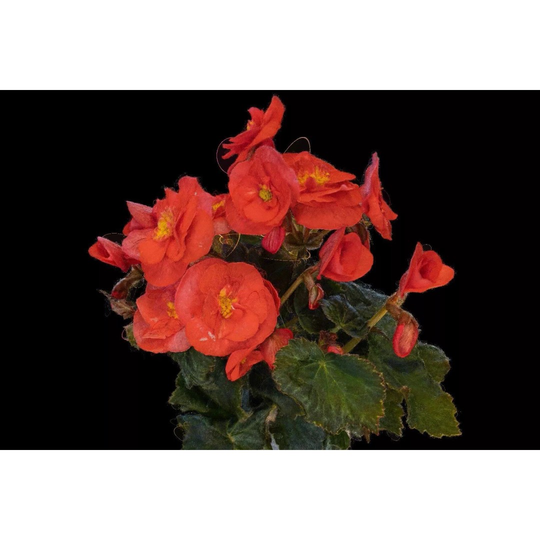 Pink Begonia 3D Model – Gaussian Splat Scan for Real-Time Use - View 12