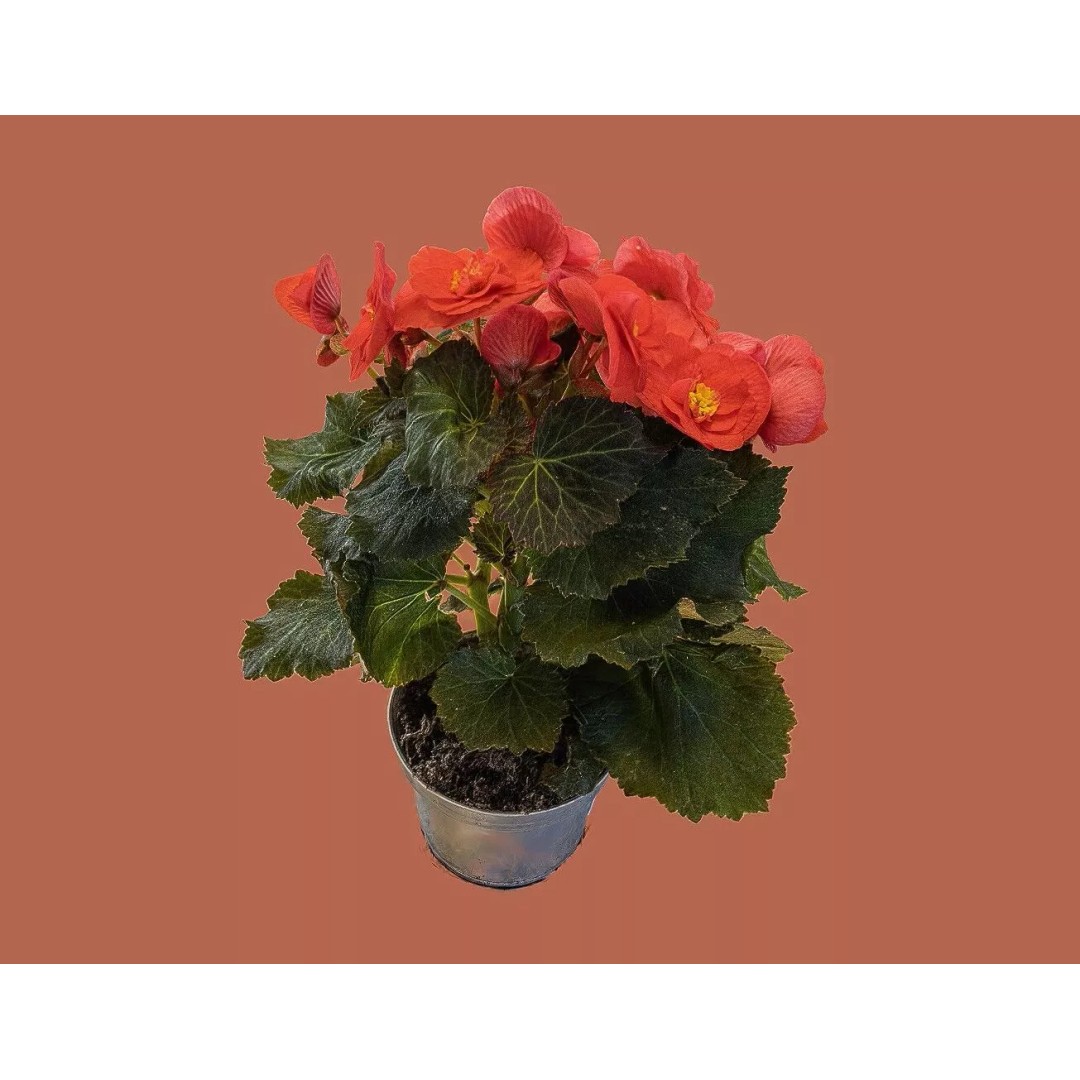Pink Begonia 3D Model – Gaussian Splat Scan for Real-Time Use - View 13