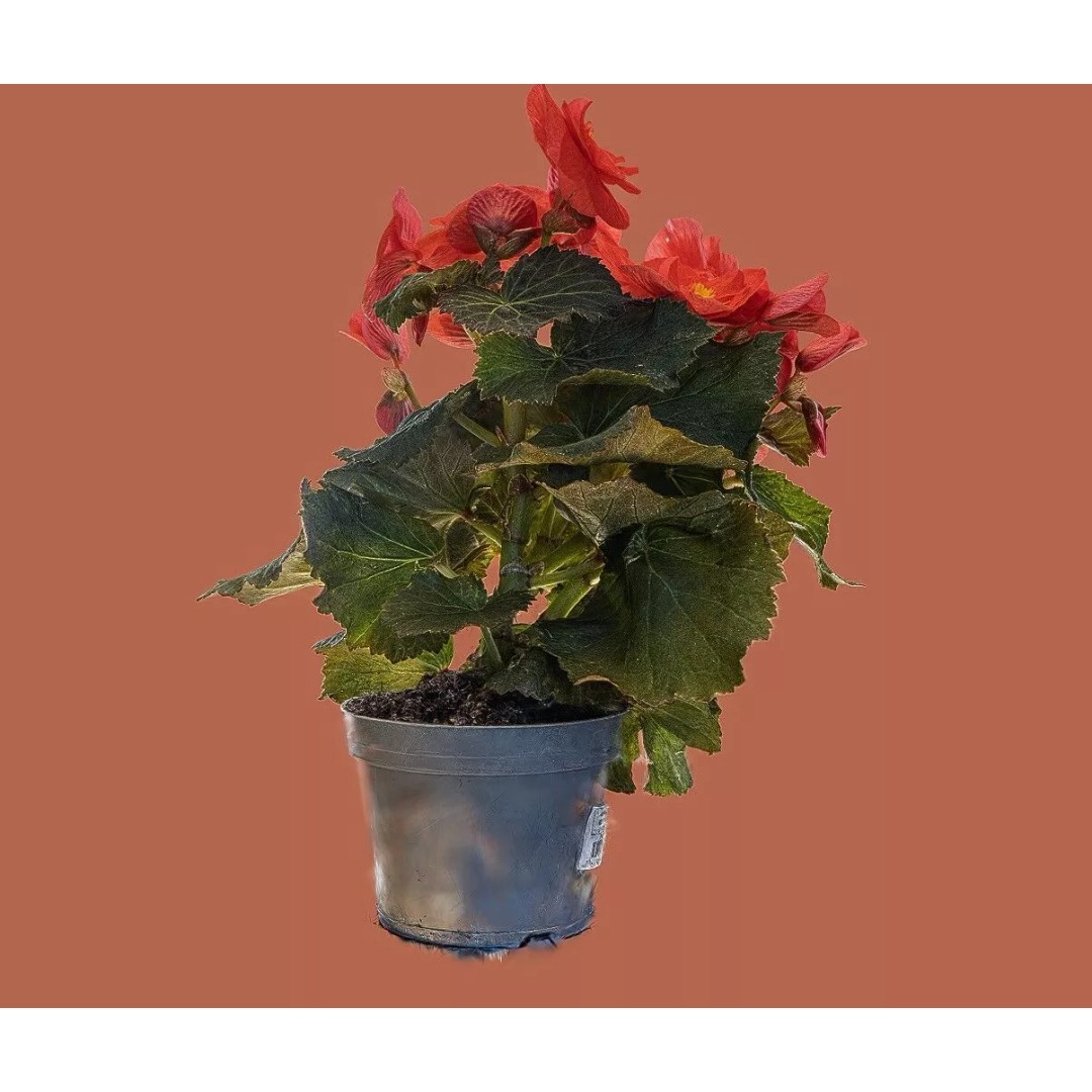 Pink Begonia 3D Model – Gaussian Splat Scan for Real-Time Use - View 14