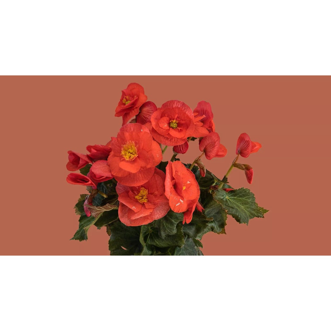 Pink Begonia 3D Model – Gaussian Splat Scan for Real-Time Use - View 2