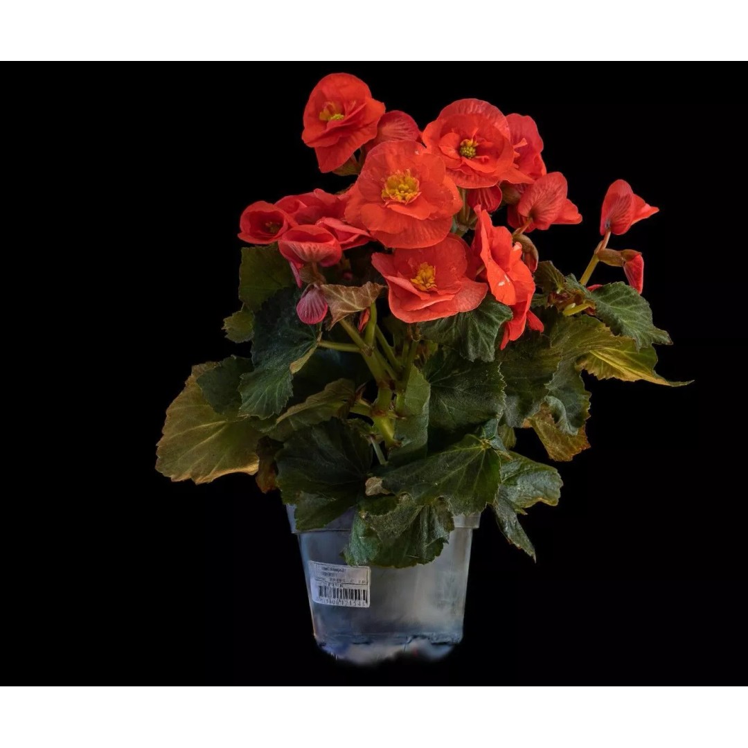 Pink Begonia 3D Model – Gaussian Splat Scan for Real-Time Use - View 3