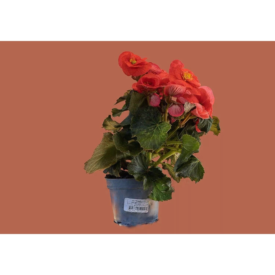 Pink Begonia 3D Model – Gaussian Splat Scan for Real-Time Use - View 4